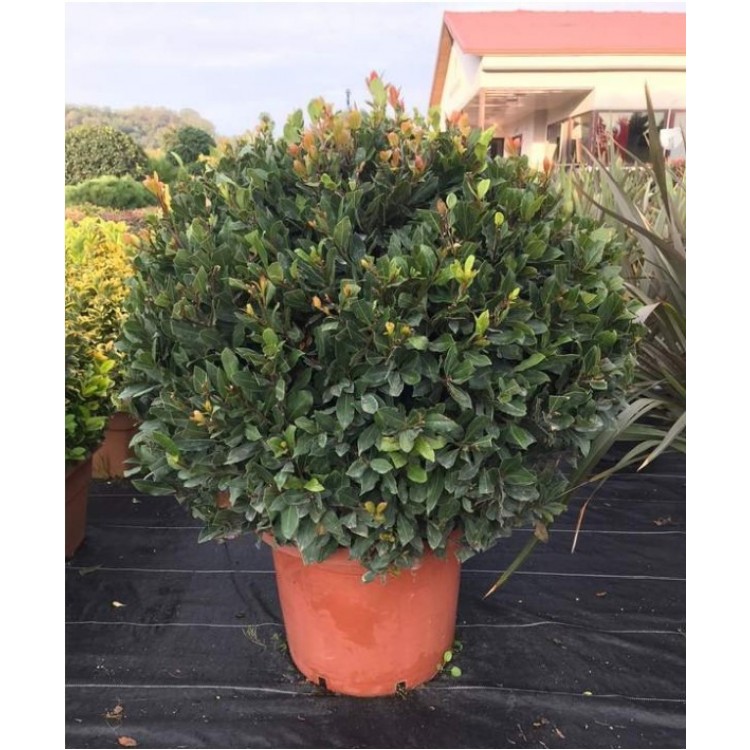 Laurus Nobilis Ball ( Top Defne )
