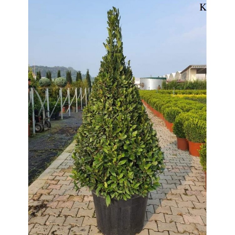 Laurus Nobilis Pyramide ( Piramit Defne )  250 cm
