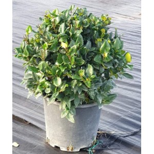 Ligustrum texanum (Kurtbağrı) 50 cm
 Ligustrum texanum (Kurtbağrı) 50 cm