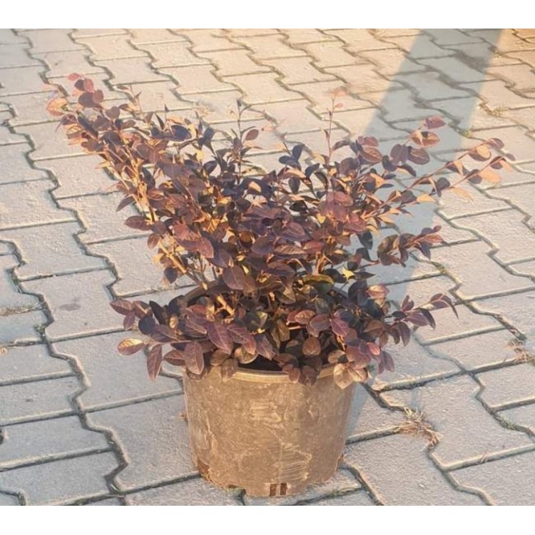 Loropetalum Free Form ( Loropetalum Serbest ) 40-50 cm
