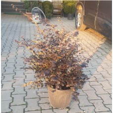 Loropetalum Free Form ( Loropetalum Serbest ) 60-70 cm
 Loropetalum Free Form ( Loropetalum Serbest ) 60-70 cm