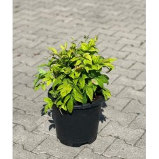 Nandina Domestica Fire Power ( Bodur Cennet Bambusu ) 30 cm
Nandina Domestica Fire Power ( Bodur Cennet Bambusu ) 30 cm