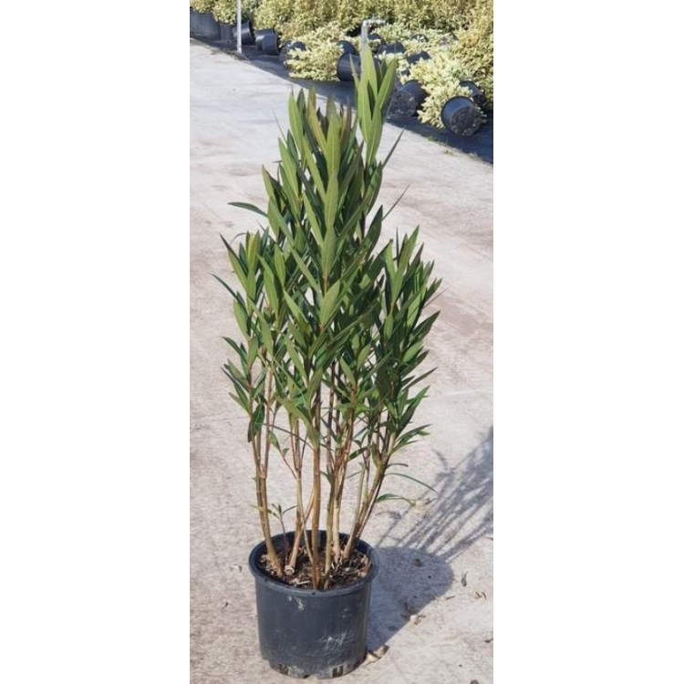 Nerium Oleander (Zakkum)  100/150 cm
