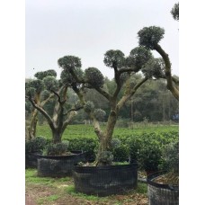 Olea europe bonsai form (Zeytin Bonsai Form) 250-300 cm
