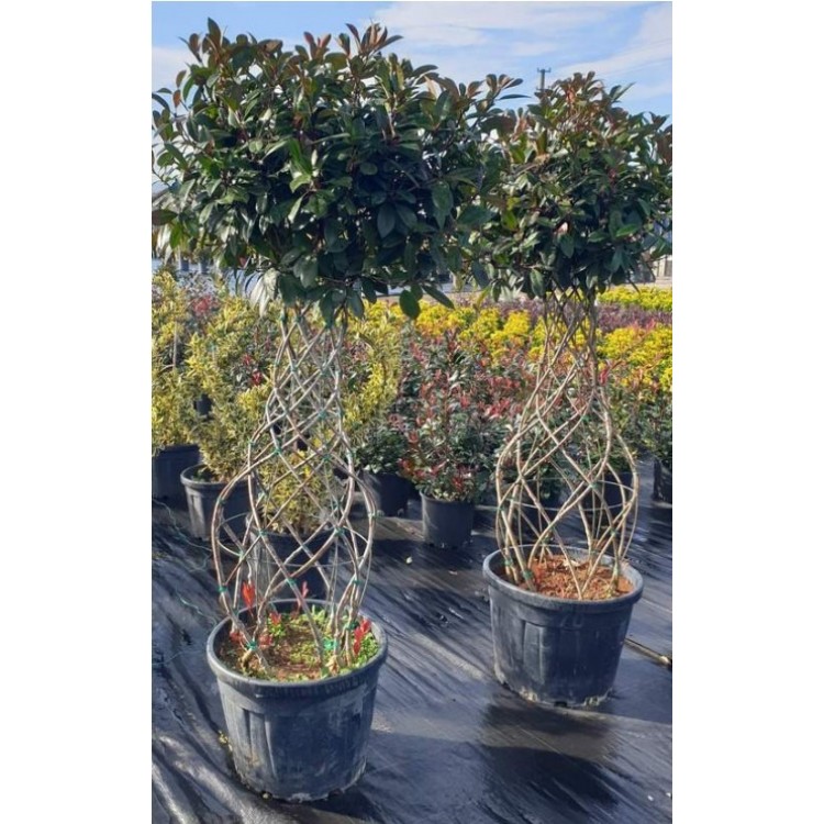 Photinia (Vazo Alev) 150-170 cm
