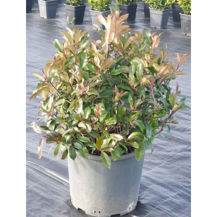 Photinia Ball (Alev Top Form)  90 + cm
