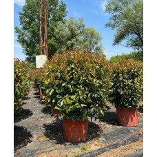 Photinia Ball (Alev Top Form)  120 + cm
