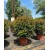 Photinia Ball (Alev Top Form)  120 + cm
 Photinia Ball (Alev Top Form)  120 + cm