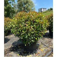 Photinia Ball (Alev Top Form)  110 + cm
