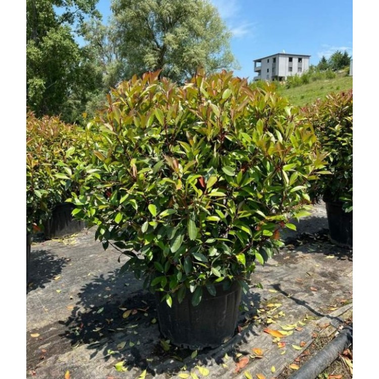 Photinia Ball (Alev Top Form)  110 + cm
