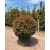 Photinia Ball (Alev Top Form)  120 + cm  clt 160
 Photinia Ball (Alev Top Form)  120 + cm  clt 160
