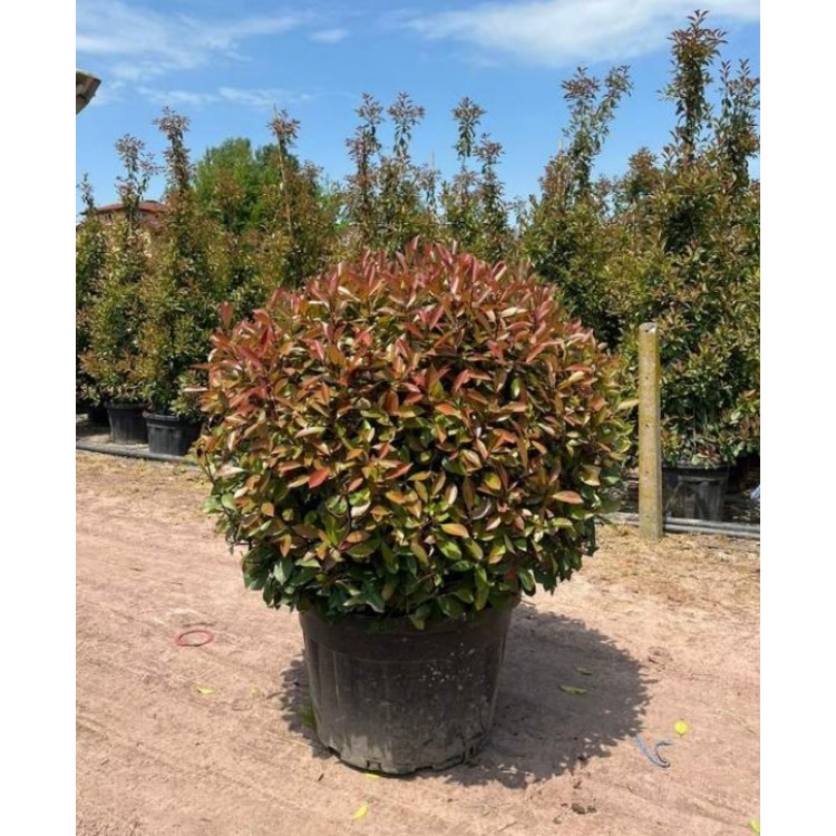 Photinia Ball (Alev Top Form)  120 + cm  clt 160
