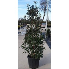 Photinia Compact Form (Alev Compact )  180-190 cm
