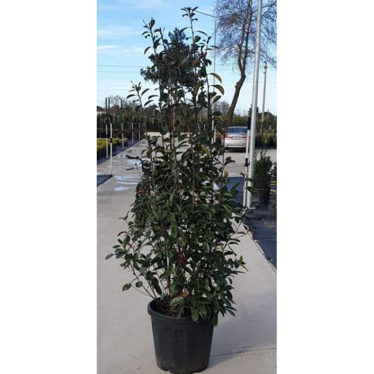 Photinia Compact Form (Alev Compact )  180-190 cm
