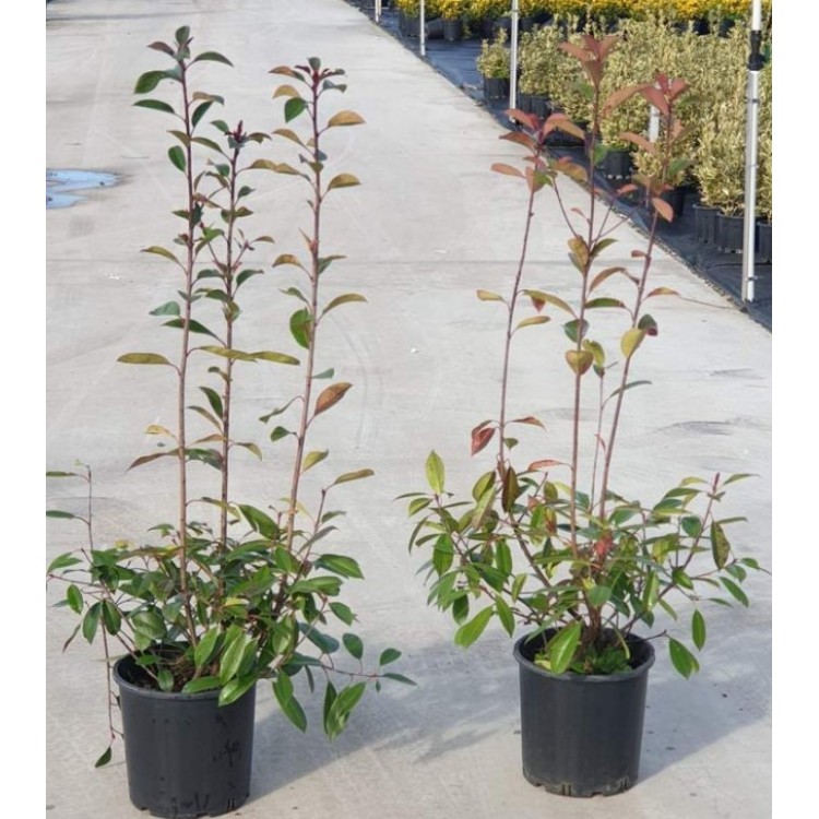 Photinia Free Form (Alev Serbest Form)  80 - 120 cm
