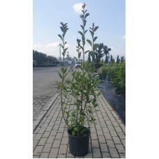 Photinia Free Form (Alev Serbest Form)  140 - 150 cm
 Photinia Free Form (Alev Serbest Form)  140 - 150 cm