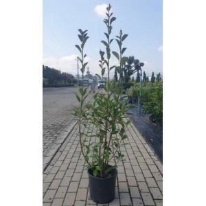 Photinia Free Form (Alev Serbest Form)  140 - 150 cm
 Photinia Free Form (Alev Serbest Form)  140 - 150 cm