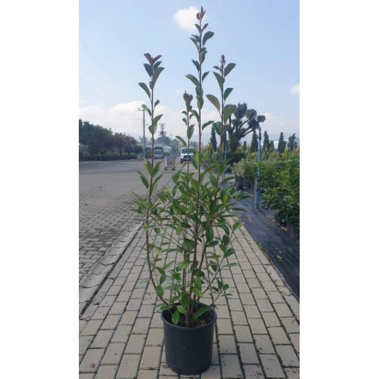 Photinia Free Form (Alev Serbest Form)  140 - 150 cm
