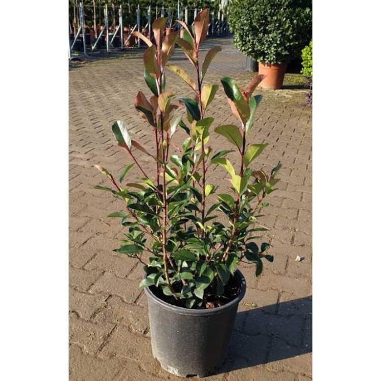 Photinia Free Form (Alev Serbest Form)  60 - 70 cm
