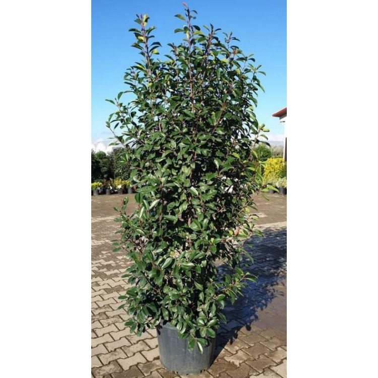 Photinia Free Form (Alev Serbest Form)  190 - 2100 cm
