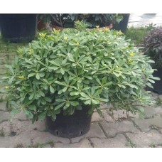 Pittosporum (pitos) 30 cm
