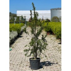 Punica Granatum (Süs Nar) 200+ cm
