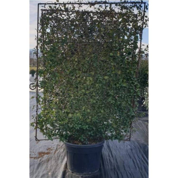 Ryncospermium Jasminoıdes Heart Shape (Arap Yasemini Büyük Duvar Yuvarlak Saksı )  160 cm
