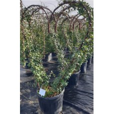 Ryncospermium Jasminoıdes Kalp (Arap Yasemini Kalp )  160 cm
 Ryncospermium Jasminoıdes Kalp (Arap Yasemini Kalp )  160 cm