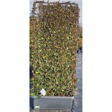 Ryncospermium Jasminoıdes Wall Hedge (Arap Yasemini Duvar Tek Çit )  190 cm
 Ryncospermium Jasminoıdes Wall Hedge (Arap Yasemini Duvar Tek Çit )  190 cm