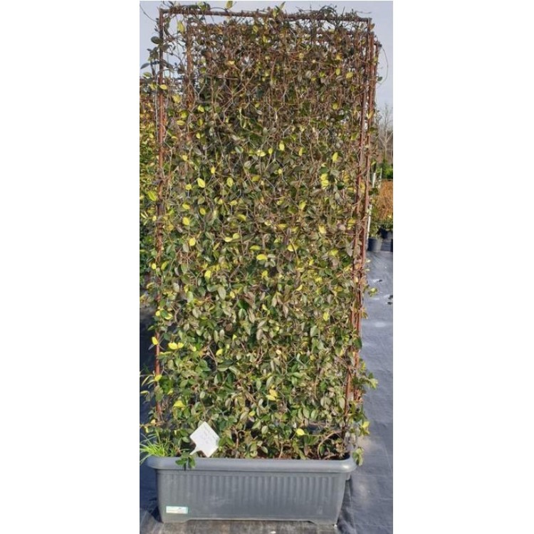 Ryncospermium Jasminoıdes Wall Hedge (Arap Yasemini Duvar Tek Çit )  190 cm
