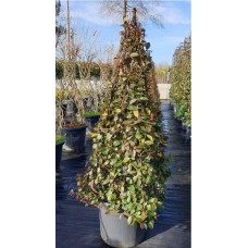 Ryncospermium Jasminoıdes Pyramid (Arap Yasemini Piramit ) 160 cm
