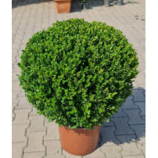 Buxus Faulkner Ball (Top Şimşir) 70+
