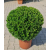 Buxus Faulkner Ball (Top Şimşir) 70+

