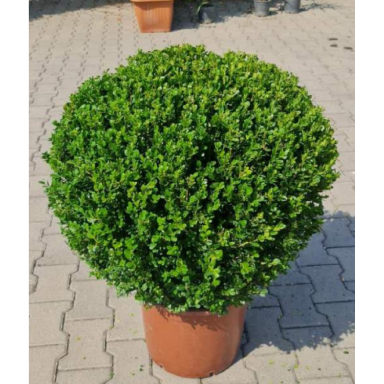 Buxus Faulkner Ball (Top Şimşir) 70+
