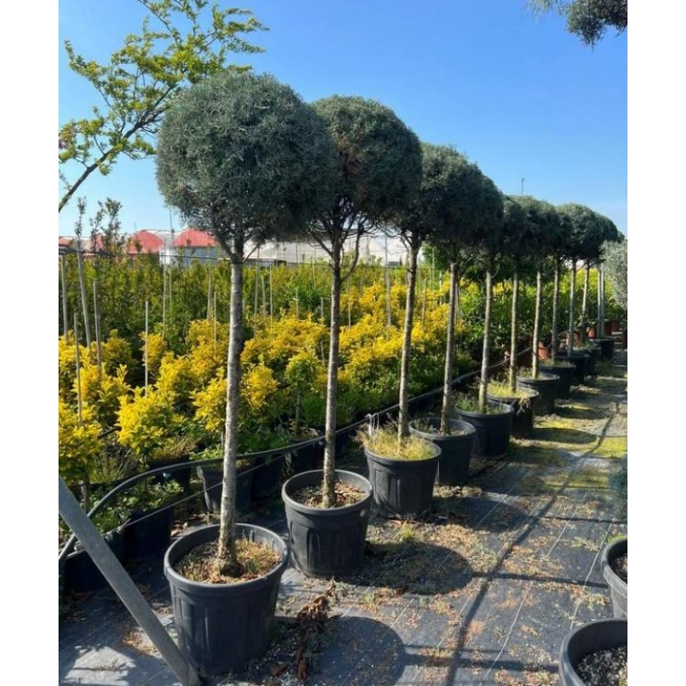 Tige Cupressus Arizonica (Tijli Mavi Servi) 150/175 cm
