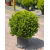 Buxus Faulkner Ball (Top Şimşir) 60 / 70 cm
