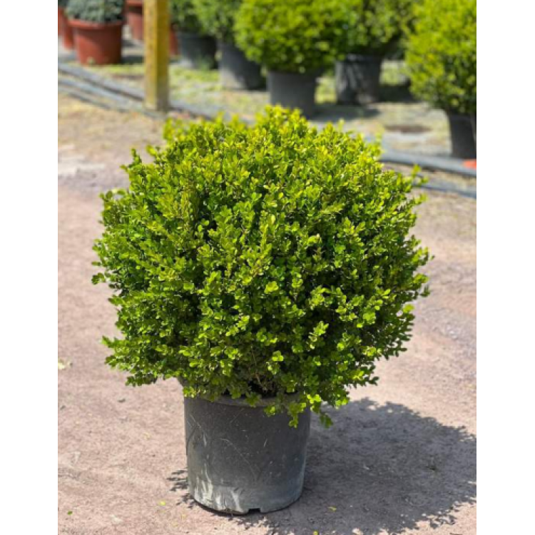 Buxus Faulkner Ball (Top Şimşir) 60 / 70 cm
