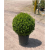 Buxus Faulkner Ball (Top Şimşir) 50 +
