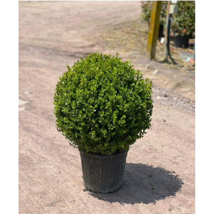 Buxus Faulkner Ball (Top Şimşir) 50 +
