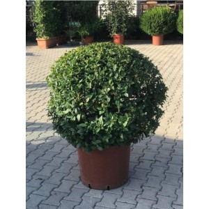 Viburnum Tinus Ball (Top Kartopu ) clt 75
 Viburnum Tinus Ball (Top Kartopu ) clt 75