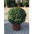 Viburnum Tinus Ball (Top Kartopu ) clt 75
