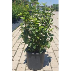 Viburnum Tinus Free Form (Defne Yapraklı Kartopu Serbest)  60-70 cm
