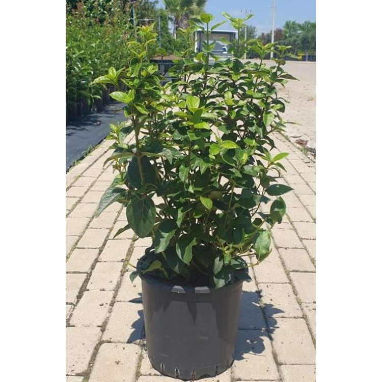 Viburnum Tinus Free Form (Defne Yapraklı Kartopu Serbest)  60-70 cm
