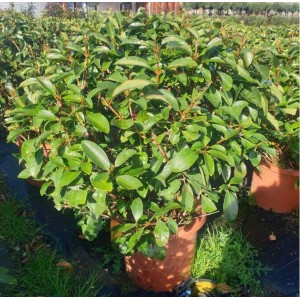 Viburnum lucidum Ball (Kartopu Top Form) clt 36
 Viburnum lucidum Ball (Kartopu Top Form) clt 36