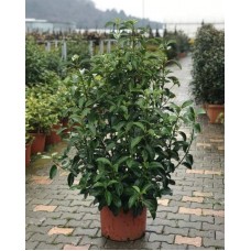 Viburnum lucidum free form (Kartopu Serbest Form) 120/130 cm
