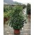 Viburnum lucidum free form (Kartopu Serbest Form) 120/130 cm
 Viburnum lucidum free form (Kartopu Serbest Form) 120/130 cm