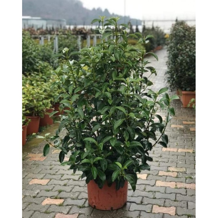 Viburnum lucidum free form (Kartopu Serbest Form) 120/130 cm
