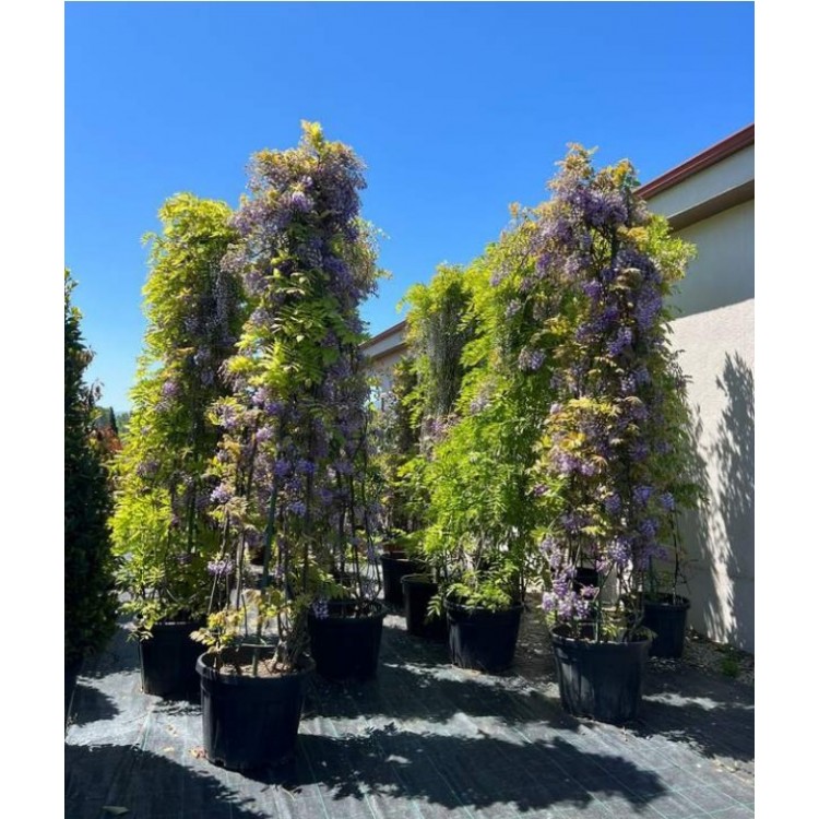 Wisteria sinensis Pyramide (Piramit Mor Salkım) 350+ cm
