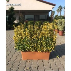 Euonymus Japonicum Hedge ( Çit Altuni Taflan )
