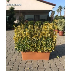 Euonymus Japonicum Hedge ( Çit Altuni Taflan )
 Euonymus Japonicum Hedge ( Çit Altuni Taflan )